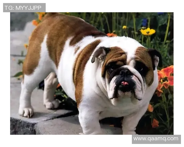 足球巨星与爱犬的深厚情谊如何展现他们的温情与生活态度